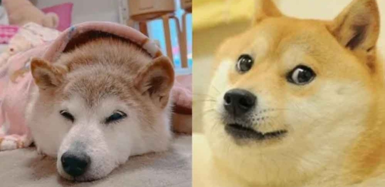 'Dogecoin'in ilhamı olan köpek, kansere yakalandı 1 'Dogecoin'in-ilhamı-olan-köpek,-kansere-yakalandı-