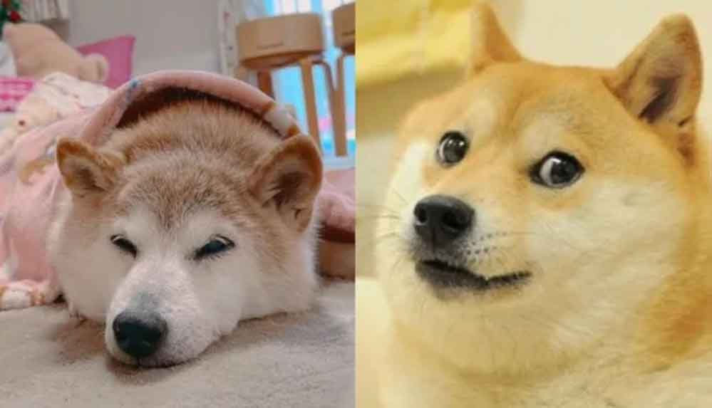 'Dogecoin'in ilhamı olan köpek, kansere yakalandı