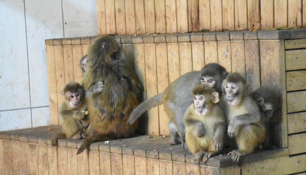 Gümrükte el konulan maymun yavrularına "Nene" annelik yapıyor