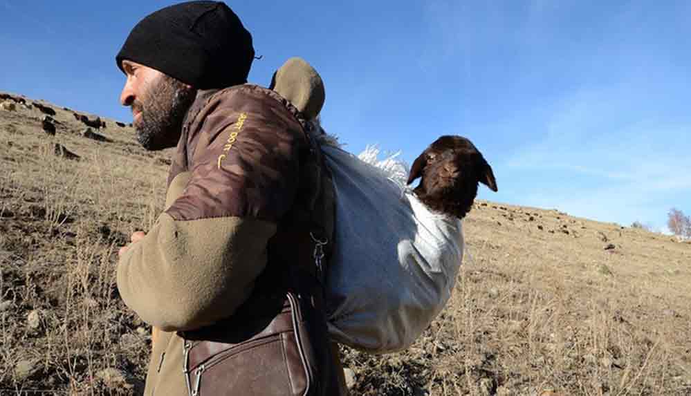 Karslı çoban merada doğan kuzuyu 5 kilometre sırtında taşıdı