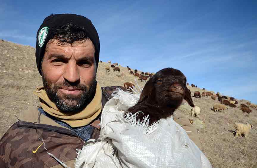 Karslı çoban merada doğan kuzuyu 5 kilometre sırtında taşıdı