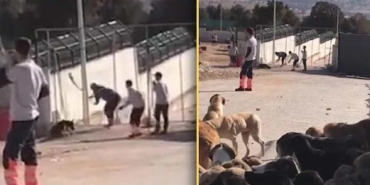 Konya’da-barınaktaki-köpek-katliamında-istenen-ceza-belli-oldu