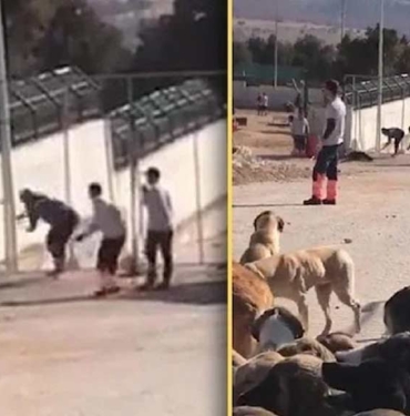 Konya’da-barınaktaki-köpek-katliamında-istenen-ceza-belli-oldu