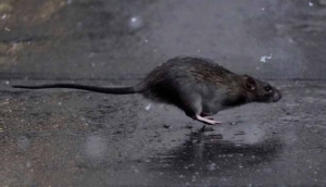 New York'u fareler bastı! Belediye 170 bin dolar maaşla "sıçan şefi" arıyor