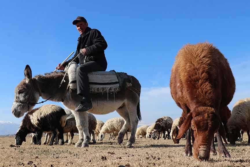 Odun ateşinde demlediği çayla ısınmaya çalışıyor: Erzincanlı çoban, sürüsünün peşinde yarım asır geçirdi