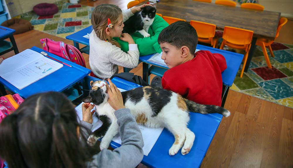 Okul tarafından sahiplenilen 30 kedi öğrencilerin derse motivasyonunu artırdı