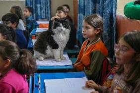 Okul-tarafından-sahiplenilen-30-kedi-öğrencilerin-derse-motivasyonunu-artırdı