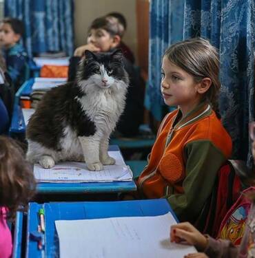Okul tarafından sahiplenilen 30 kedi öğrencilerin derse motivasyonunu artırdı 9 Okul-tarafından-sahiplenilen-30-kedi-öğrencilerin-derse-motivasyonunu-artırdı
