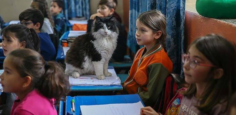 Okul tarafından sahiplenilen 30 kedi öğrencilerin derse motivasyonunu artırdı