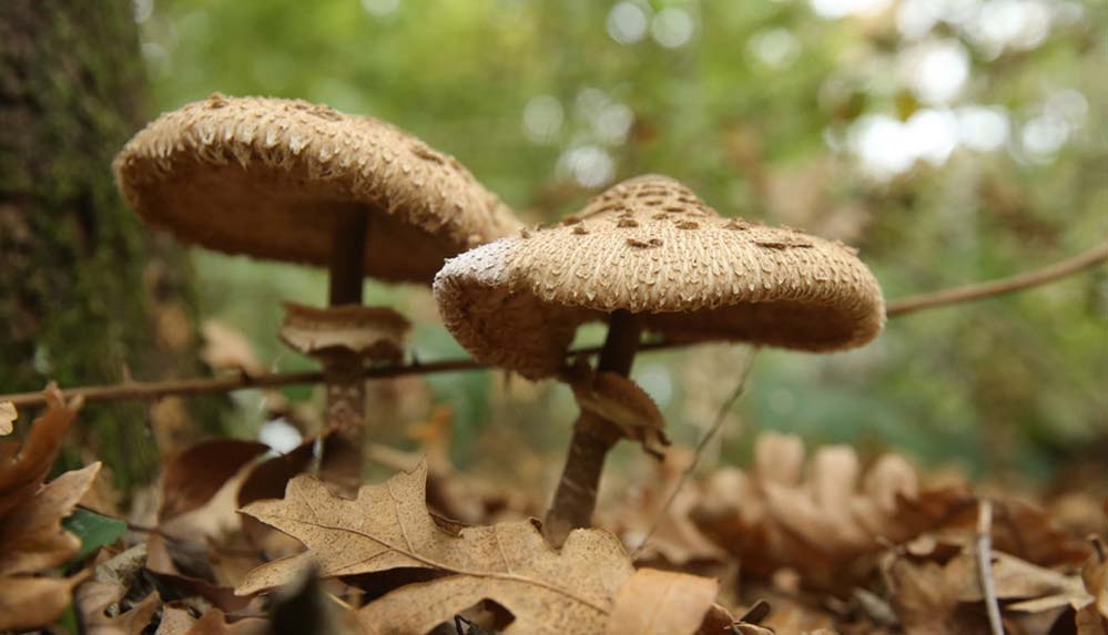 Ormanya'nın kamp alanı doğaseverlerin konaklama noktası oldu 4 Ormanya'nın kamp alanı doğaseverlerin konaklama noktası oldu