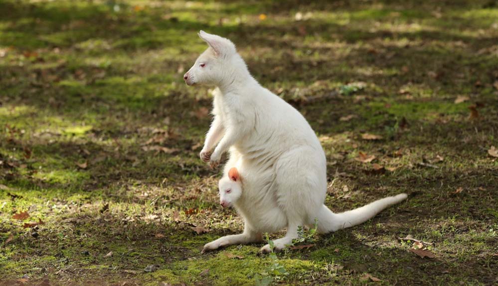 Ormanya'nın kamp alanı doğaseverlerin konaklama noktası oldu 5 Ormanya'nın kamp alanı doğaseverlerin konaklama noktası oldu