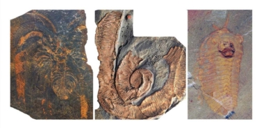 Örümceklerin-atalarının-boyu-iki-metreye-ulaşıyormuş