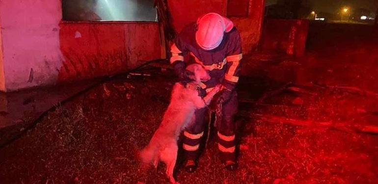 Yangından kurtarılan köpek itfaiye personelinin üzerine atlayarak sevgi gösterisinde bulundu 1 Yangından-kurtarılan-köpek-itfaiye-personelinin-üzerine-atlayarak-sevgi-gösterisinde-bulundu-
