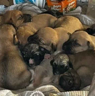 Yedi yavru köpek ağzı bağlı çuvalda bulundu! İşçiler kurtardı 10 Yedi-yavru-köpek-ağzı-bağlı-çuvalda-bulundu!-İşçiler-kurtardı