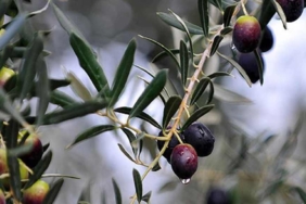 Zeytin çekirdeğini sakın çöpe atmayın! Adeta şifa deposu: Faydaları saymakla bitmiyor 4 Zeytin-çekirdeğini-sakın-çöpe-atmayın!-Adeta-şifa-deposu--Faydaları-saymakla-bitmiyor