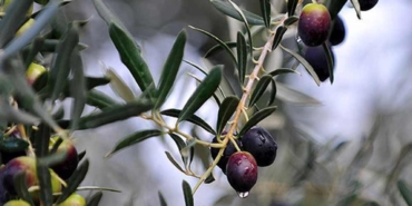 Zeytin-çekirdeğini-sakın-çöpe-atmayın!-Adeta-şifa-deposu--Faydaları-saymakla-bitmiyor