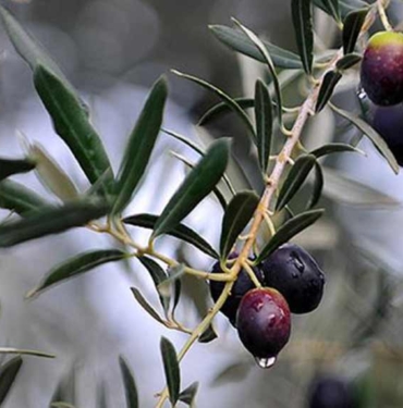 Zeytin çekirdeğini sakın çöpe atmayın! Adeta şifa deposu: Faydaları saymakla bitmiyor 2 Zeytin-çekirdeğini-sakın-çöpe-atmayın!-Adeta-şifa-deposu--Faydaları-saymakla-bitmiyor