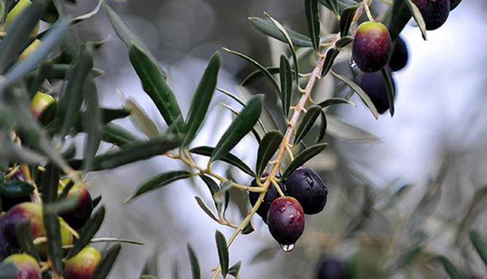 Zeytin çekirdeğini sakın çöpe atmayın! Adeta şifa deposu: Faydaları saymakla bitmiyor