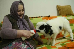 1,5-aylık-kuzuya-evinde-bebek-gibi-bakıyor--Biberonla-süt-veriyor,-altına-bez-bağlıyor-