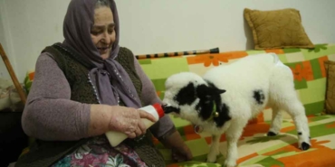 1,5-aylık-kuzuya-evinde-bebek-gibi-bakıyor--Biberonla-süt-veriyor,-altına-bez-bağlıyor-