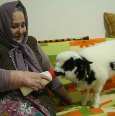 1,5 aylık kuzuya evinde bebek gibi bakıyor: Biberonla süt veriyor, altına bez bağlıyor 8 1,5-aylık-kuzuya-evinde-bebek-gibi-bakıyor--Biberonla-süt-veriyor,-altına-bez-bağlıyor-