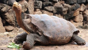800’den fazla çocuk doğurdu: 102 yaşındaki Kaplumbağa Diego türünü yok olmaktan kurtardı