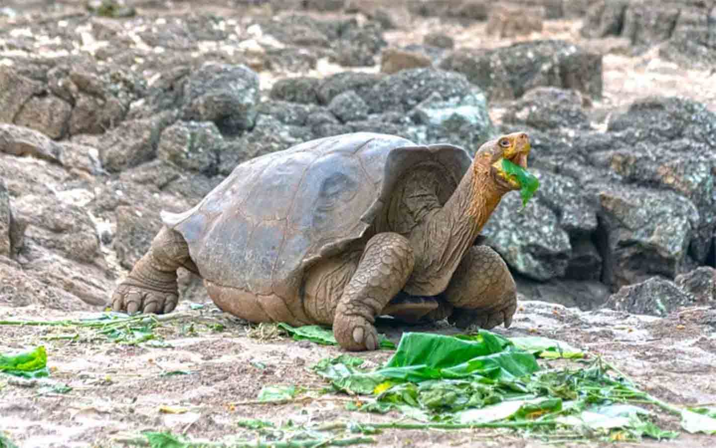 800’den fazla çocuk doğurdu: 102 yaşındaki Kaplumbağa Diego türünü yok olmaktan kurtardı
