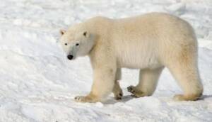 ABD'de bir kadın ve bir çocuk kutup ayısı saldırısında öldü