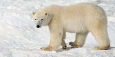 ABD'de-bir-kadın-ve-bir-çocuk-kutup-ayısı-saldırısında-öldü