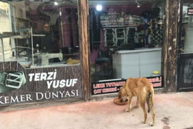 Afyonkarahisarlı-terzi-yıllardır-sahipsiz-hayvanları-besliyor--Onlar-Allah'ın-sessiz-emanetleri-