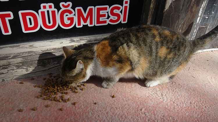 Afyonkarahisarlı terzi yıllardır sahipsiz hayvanları besliyor: Onlar Allah'ın sessiz emanetleri