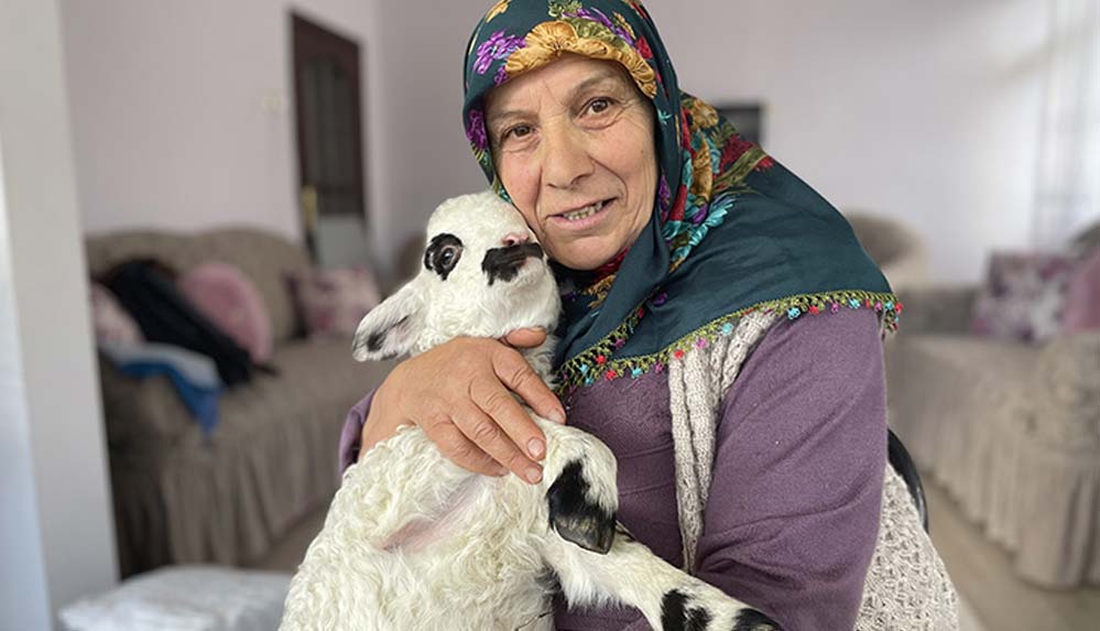 Bir haftalık kuzu Pamuk'a evlerinde bebek gibi bakıyorlar