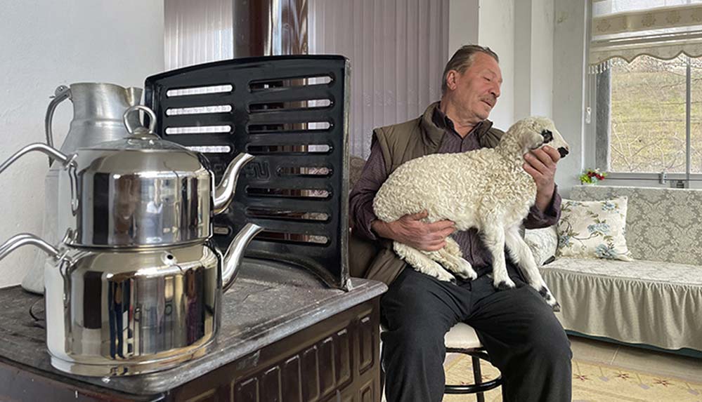 Bir haftalık kuzu Pamuk'a evlerinde bebek gibi bakıyorlar