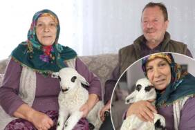 Bir-haftalık-kuzu-Pamuk'a-evlerinde-bebek-gibi-bakıyorlar