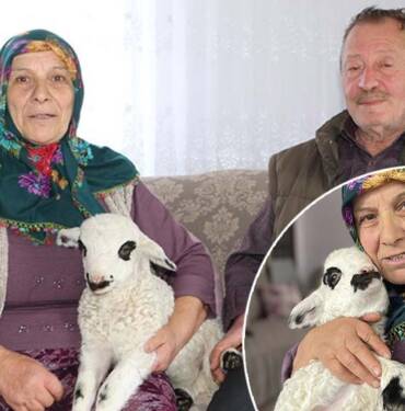 Bir haftalık kuzu Pamuk'a evlerinde bebek gibi bakıyorlar 9 Bir-haftalık-kuzu-Pamuk'a-evlerinde-bebek-gibi-bakıyorlar