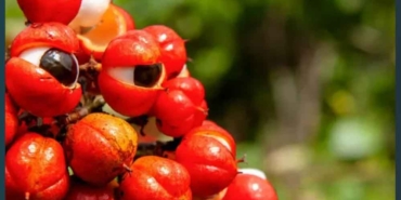 Daha-kolay-zayıflamayı-sağlıyor,-kalp-ve-damar-sağlığını-destekliyor!-Yıllardır-şifa-kaynağı-olarak-guarananın-faydaları-saymakla-bitmiyor