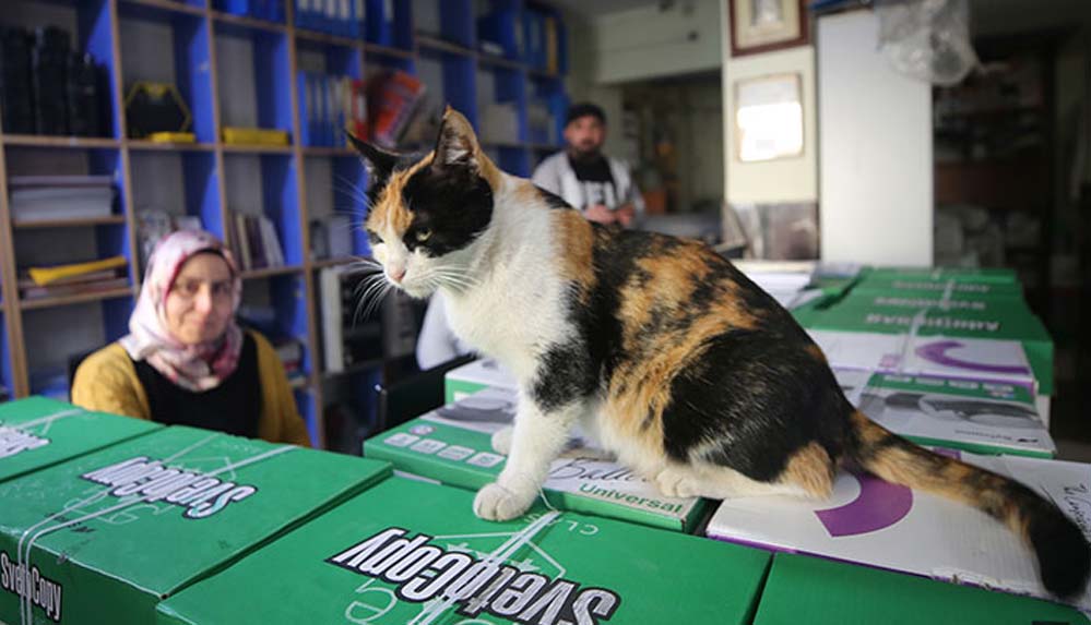 Depremde yaralı halde iş yerine sığınan kedi "Mestan"a 3 yıldır sevgiyle bakıyor