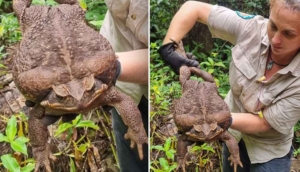 Dünyanın en büyük kara kurbağası bulundu: Zehir saçarak önüne geleni yiyen kurbağaya ötenazi yapıldı