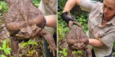 Dünyanın-en-büyük-kara-kurbağası-bulundu--Zehir-saçarak-önüne-geleni-yiyen-kurbağaya-ötenazi-yapıldı