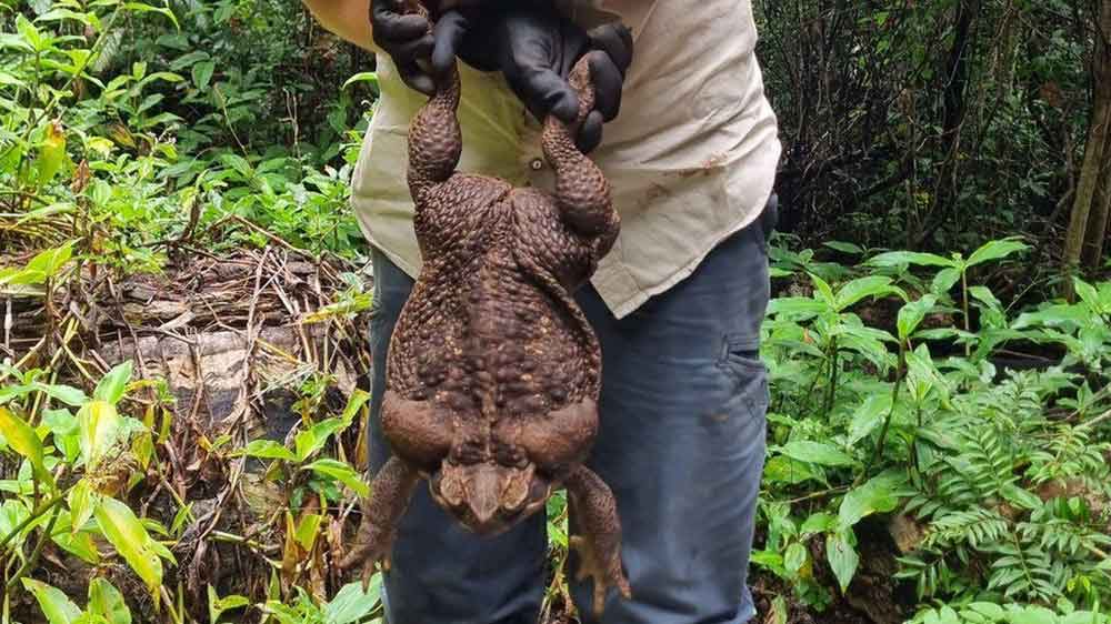 Dünyanın en büyük kara kurbağası bulundu: Zehir saçarak önüne geleni yiyen kurbağaya ötenazi yapıldı