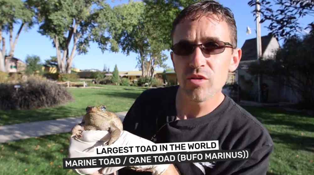 Dünyanın en büyük kara kurbağası bulundu: Zehir saçarak önüne geleni yiyen kurbağaya ötenazi yapıldı