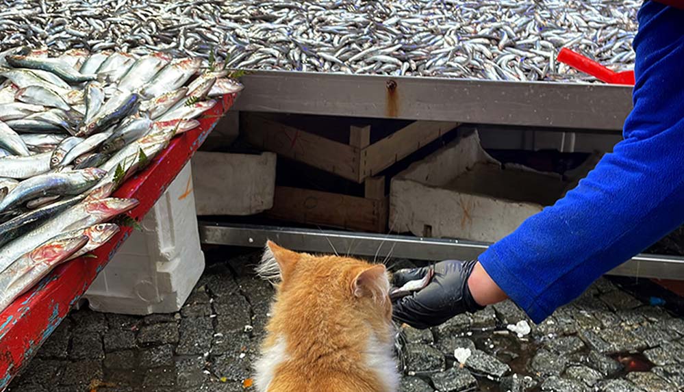 Edirne Balık Pazarı'nın müdavimi sevimli kedi "Limon", hamsi müptelası oldu