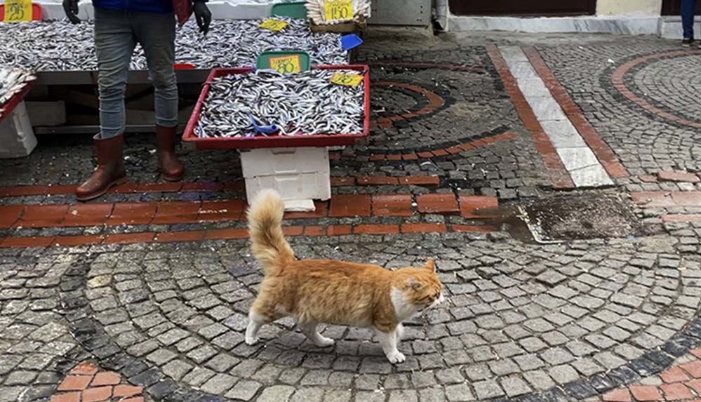 Edirne Balık Pazarı'nın müdavimi sevimli kedi "Limon", hamsi müptelası oldu