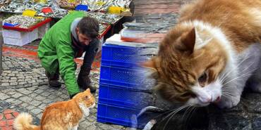 Edirne-Balık-Pazarı'nın-müdavimi-sevimli-kedi-'Limon',-hamsi-müptelası-oldu