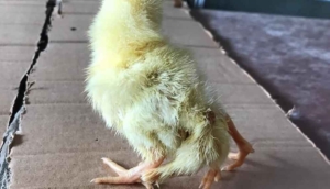 Kahramanmaraş'ta yumurtadan dört ayaklı civciv çıktı