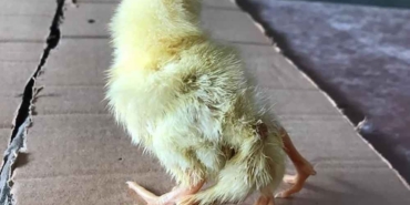 Kahramanmaraş'ta-yumurtadan-dört-ayaklı-civciv-çıktı-