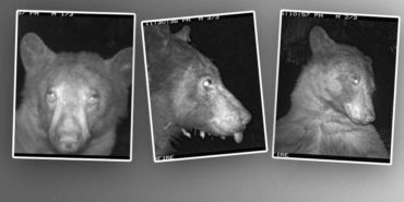 Kamerayı-fark-eden-meraklı-ayı-400-tane-selfie-çekti