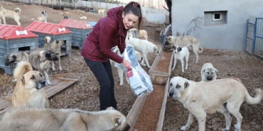 Kars’ta-kullanılamayan-ahır-sahipsiz-hayvanlara-yuva-oldu