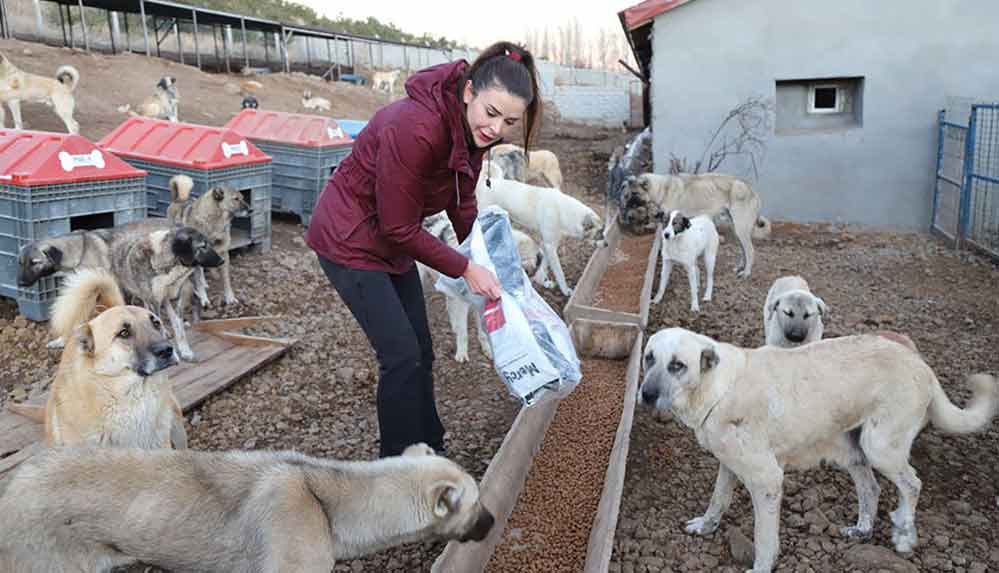 Kars’ta kullanılamayan ahır sahipsiz hayvanlara yuva oldu