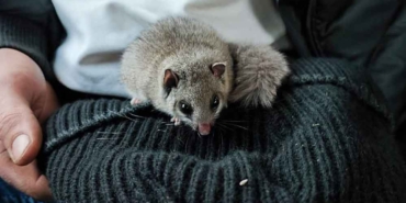 Kastamonu'da-nesli-tehlikede-olan-yediuyur-görüldü-